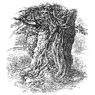 Old Oak in Boldrewood by Walter Crane